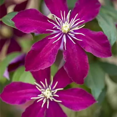 Topfgrösse 4 Liter - Waldrebe, Clematis - Clematis (Grossbl., frühblüh.) 'Niobe'