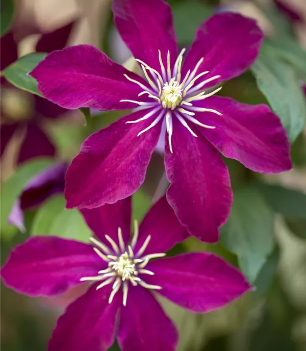 Clematis (Grossbl., frühblüh.) 'Niobe'