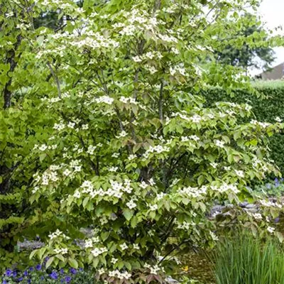 im Container 80 - 100 - Kousa-Hartriegel - Cornus kousa 'Teutonia'