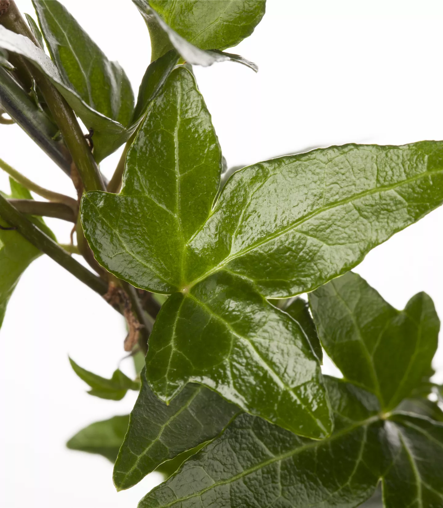 Hedera helix