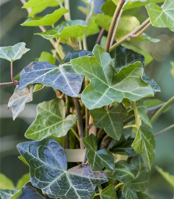 Hedera hibernica