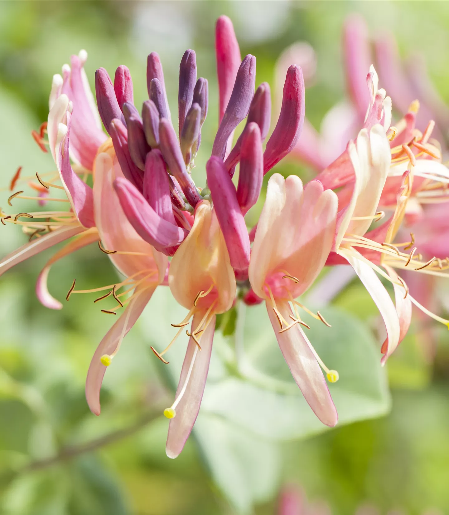 Lonicera periclymenum 'Serotina'