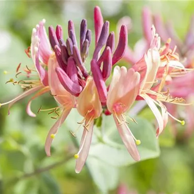 Topfgrösse 4 Liter - Geissblatt, Heckenkirsche - Lonicera periclymenum 'Serotina'