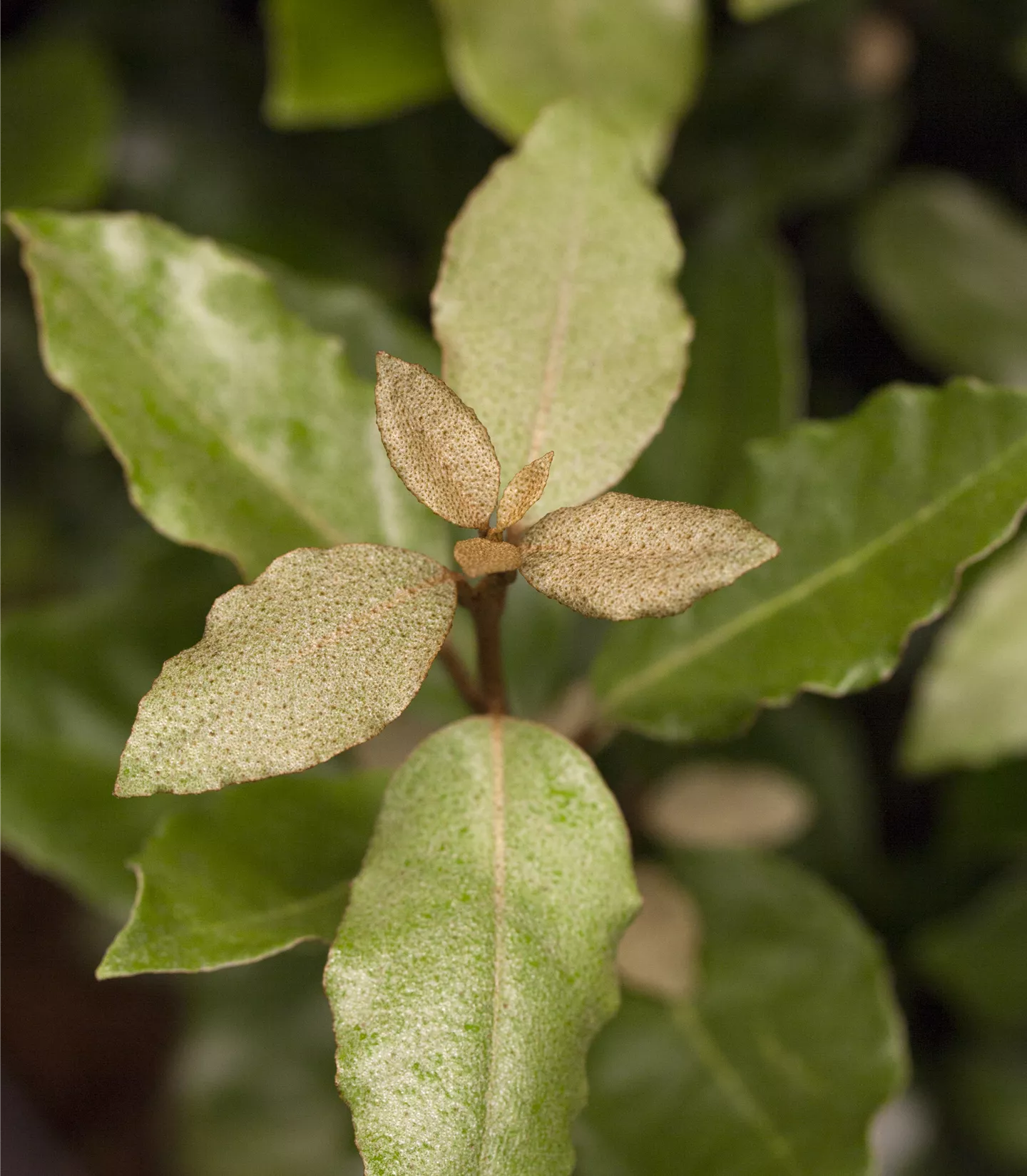 Elaeagnus ebbingei (x) 'Compacta'