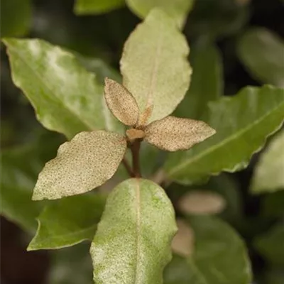 im Container 40 - 50 - Ölweide - Elaeagnus ebbingei (x) 'Compacta'