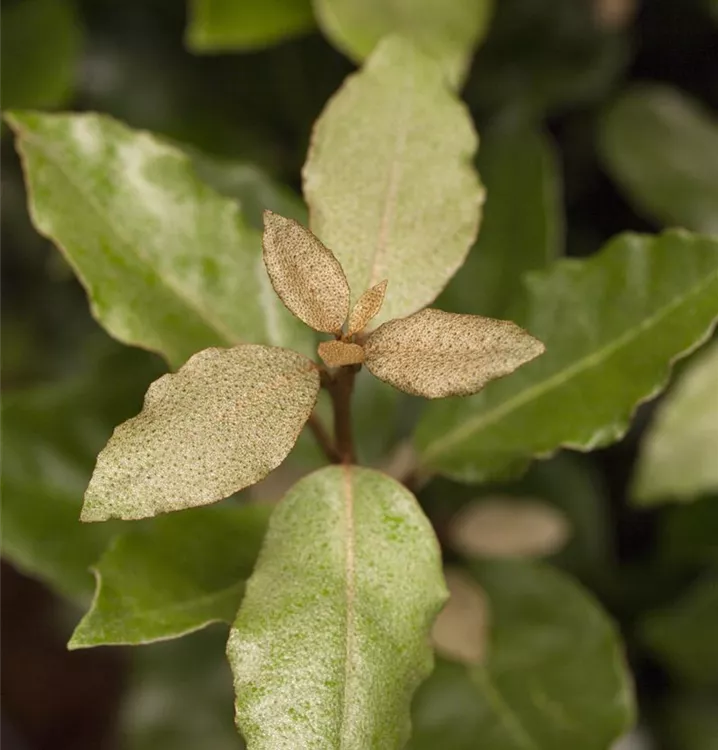 Ölweide - Elaeagnus ebbingei (x) 'Compacta'