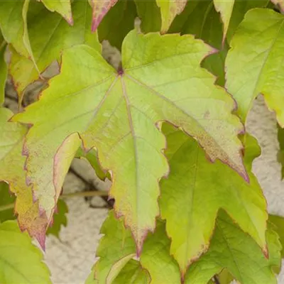 Topfgrösse 4 Liter - Jungfernrebe - Parthenocissus tricuspidata 'Greenspring'