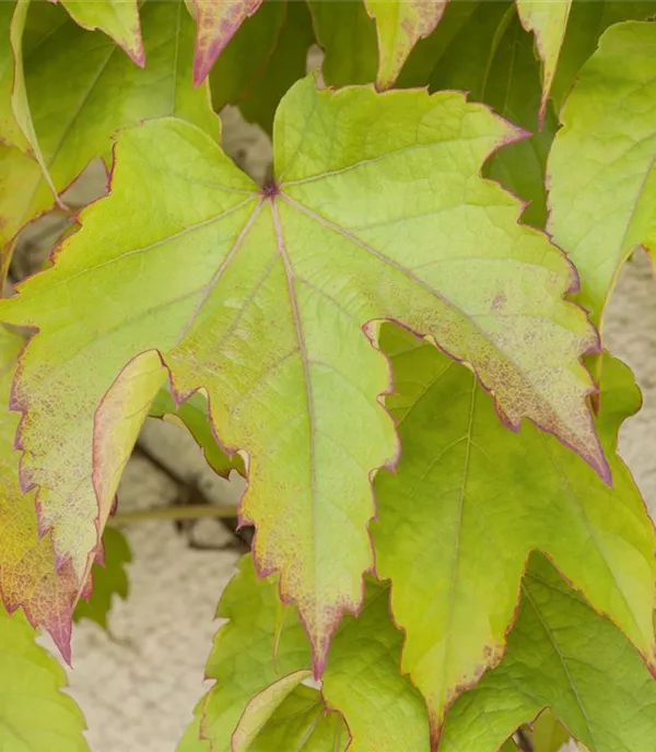 Parthenocissus tricuspidata 'Greenspring'