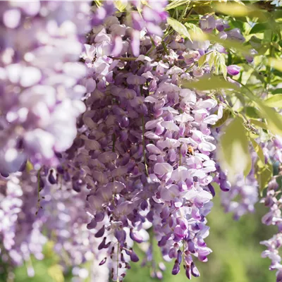 Topfgrösse 4 Liter Höhe 100 - 125cm - Chinesische Glyzine - Wisteria sinensis rosa