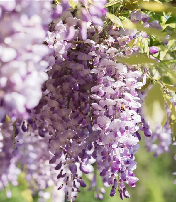 Wisteria sinensis rosa