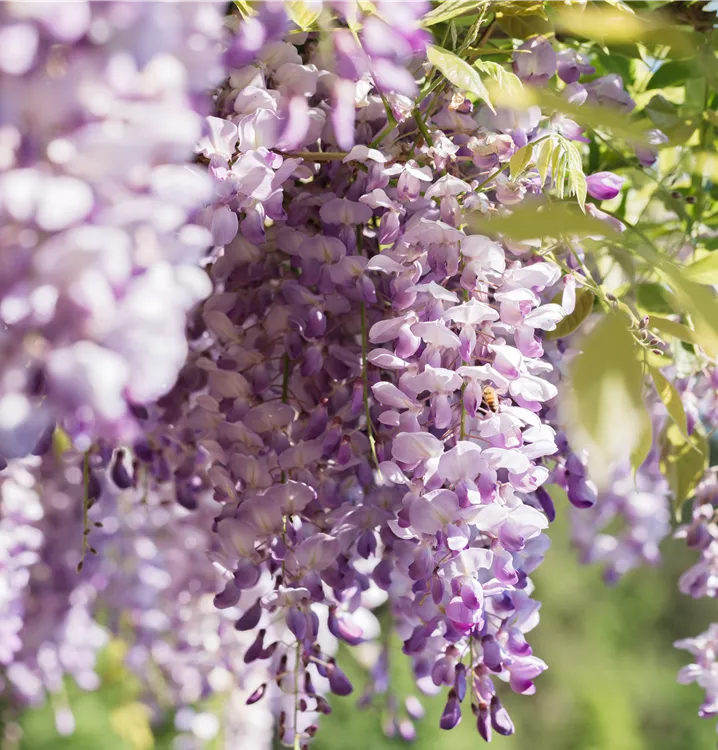 Chinesische Glyzine - Wisteria sinensis rosa