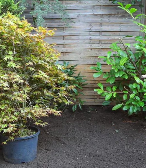 Fächer-Ahorn - Einpflanzen im Garten