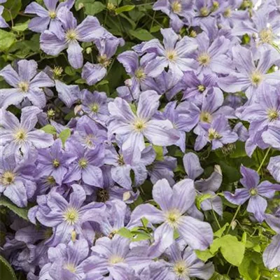 Topfgrösse 4 Liter - Waldrebe, Clematis - Clematis (Grossbl., spätblüh.) 'Prince Charles'