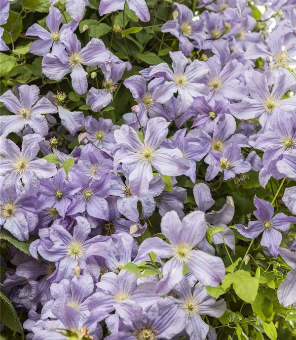 Clematis (Grossbl., spätblüh.) 'Prince Charles'