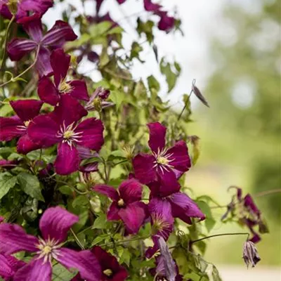 Topfgrösse 4 Liter - Waldrebe, Clematis - Clematis (Viticella-Gruppe) 'Madame Julia Correvon'