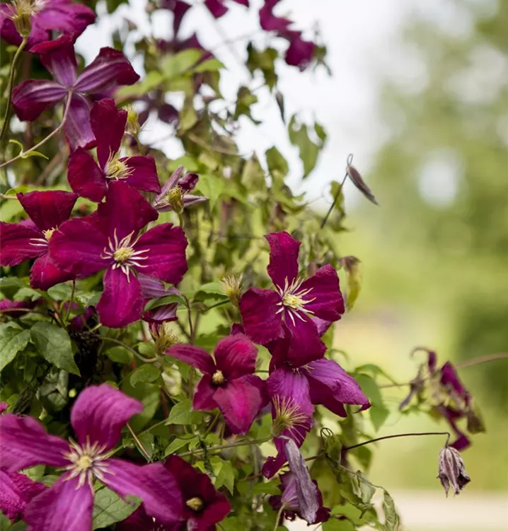 Waldrebe, Clematis - Clematis (Viticella-Gruppe) 'Madame Julia Correvon'