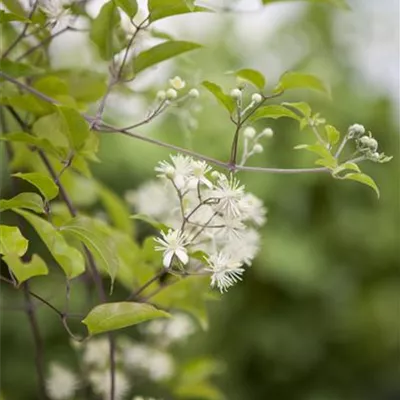 Topfgrösse 4 Liter - Waldrebe, Clematis - Clematis vitalba