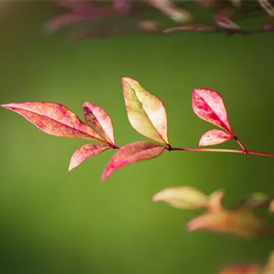 Container 50 - 60 - Gartennandine - Nandina domestica 'Obsession'