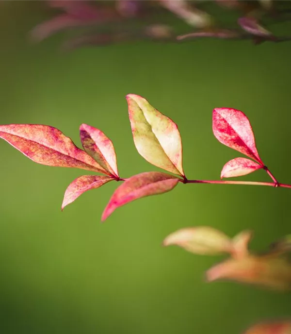 Nandina domestica 'Obsession'