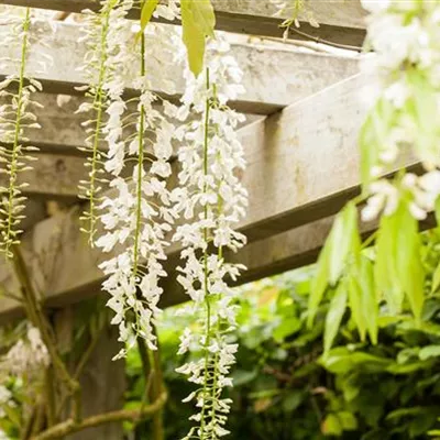 Topfgrösse 4 Liter Höhe 100 - 125cm - Japanische Glyzine, Blauregen - Wisteria floribunda 'Alba'