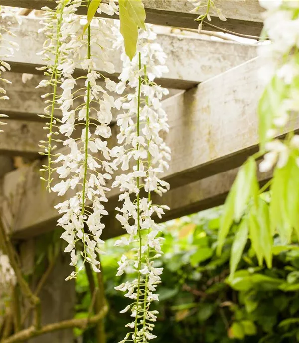 Wisteria floribunda 'Alba'