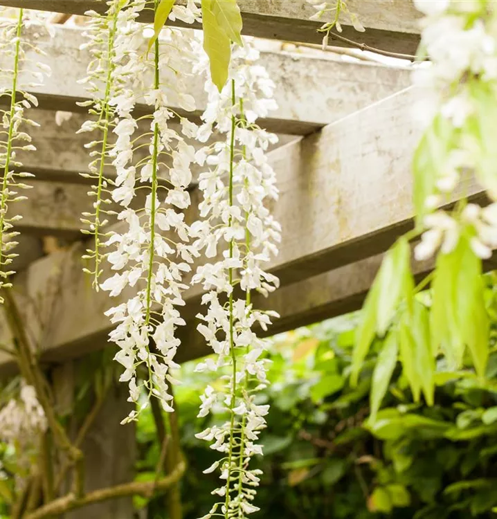 Japanische Glyzine, Blauregen - Wisteria floribunda 'Alba'