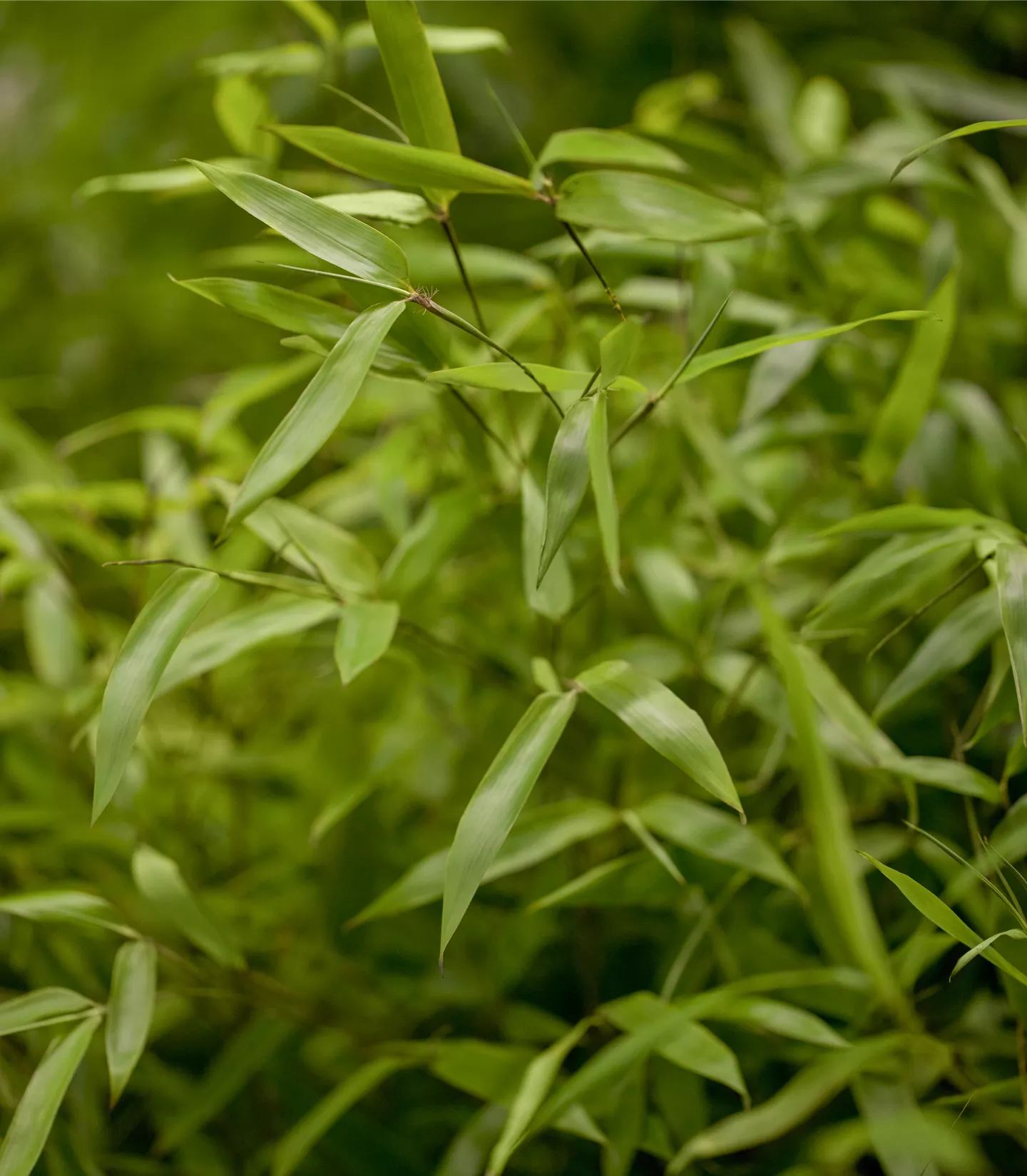 Phyllostachys aureosulcata