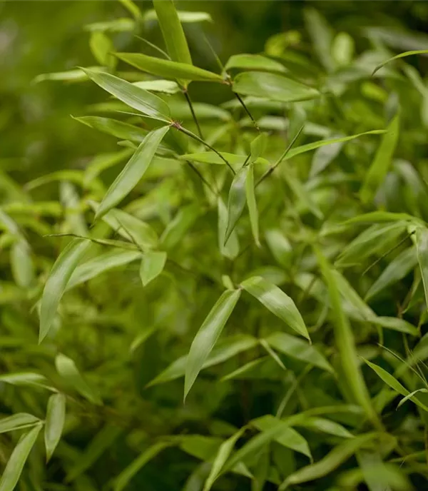 Phyllostachys aureosulcata