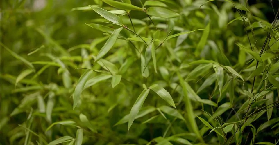 Bambus kaufen für den Garten