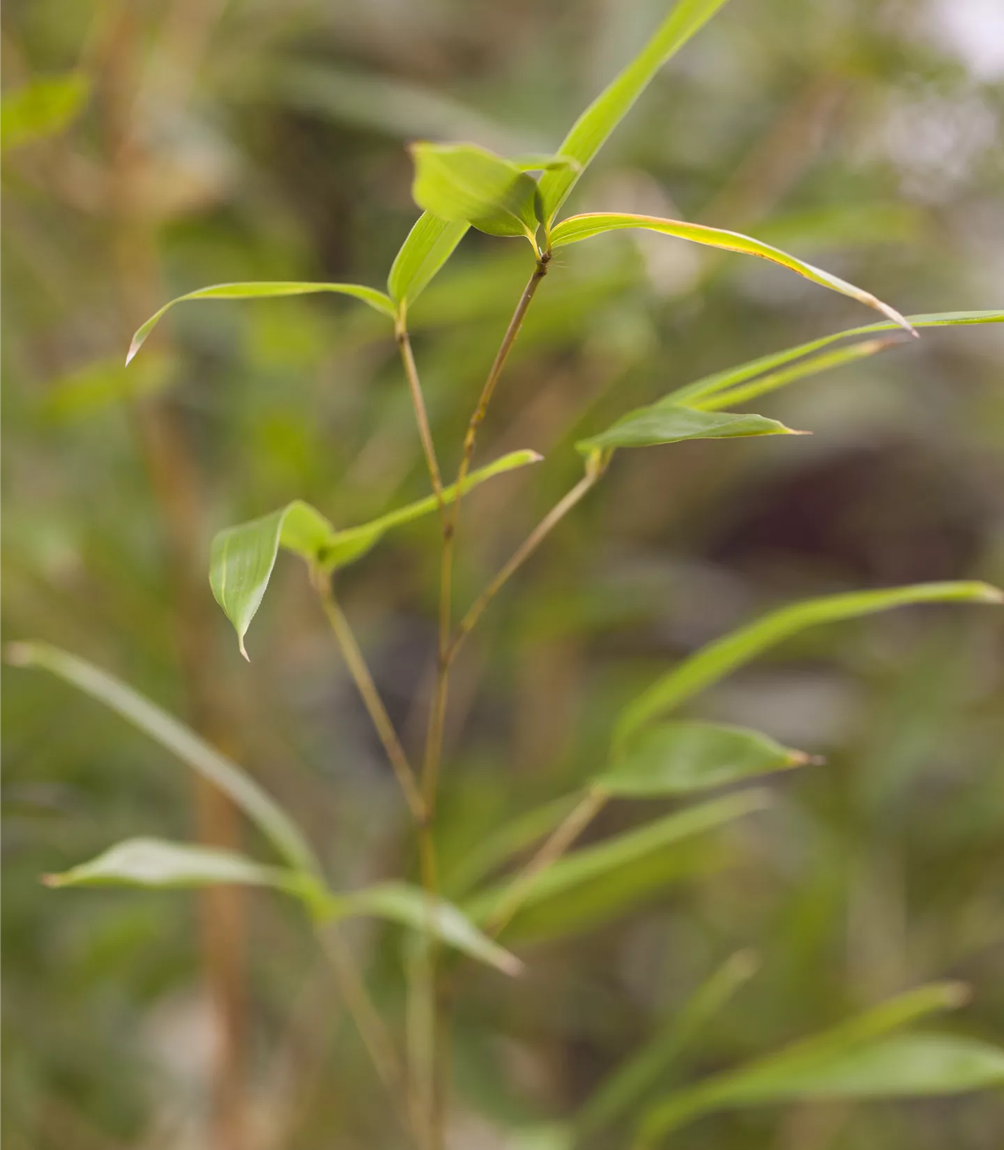 Phyllostachys aureosulcata 'Spectabilis'