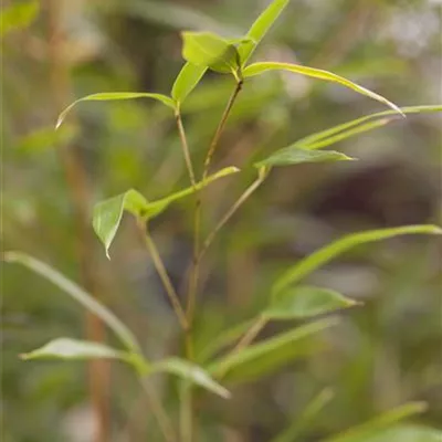 im Container 100-125 - Bambus - Phyllostachys aureosulcata 'Spectabilis'