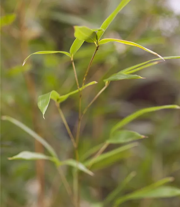 Phyllostachys aureosulcata 'Spectabilis'