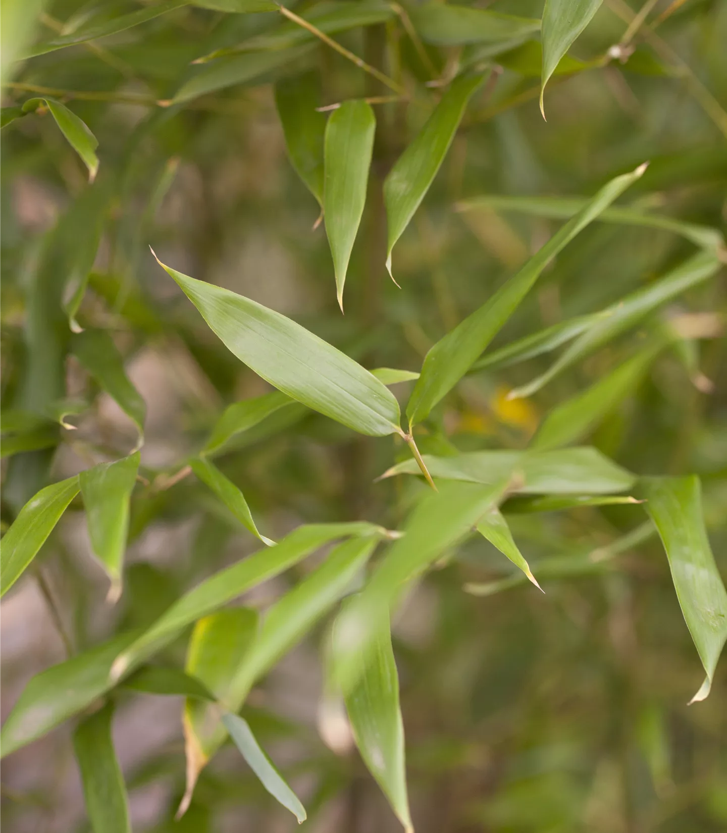 Phyllostachys bissetii