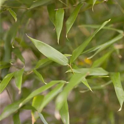 im Container 80 - 100 - Bambus - Phyllostachys bissetii