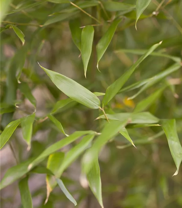 Phyllostachys bissetii