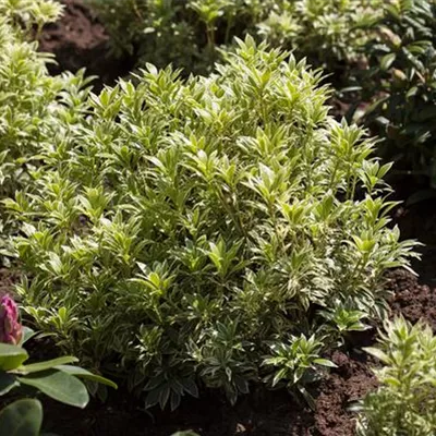 im Container 25 - 30 - Pieris, Lavendelheide - Pieris japonica 'Variegata'