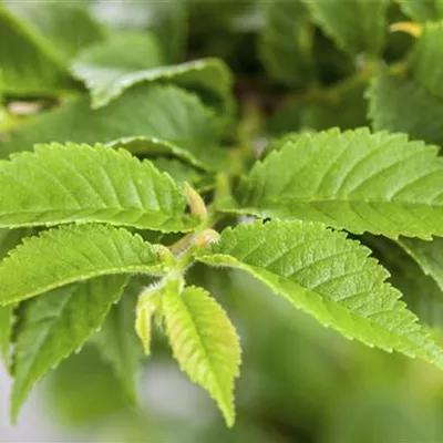 Container 50 - 60 - Feldulme, Feldrüster - Ulmus minor 'Jacqueline Hillier'