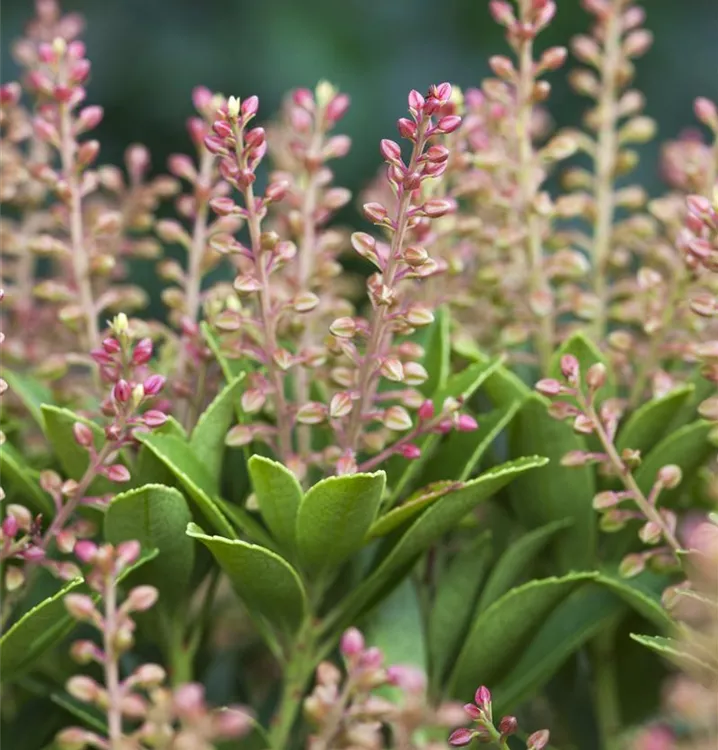 Pieris, Lavendelheide - Pieris japonica 'Purity'