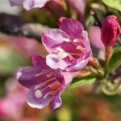 Container 50 - 60 - Weigelie - Weigela florida 'Variegata'