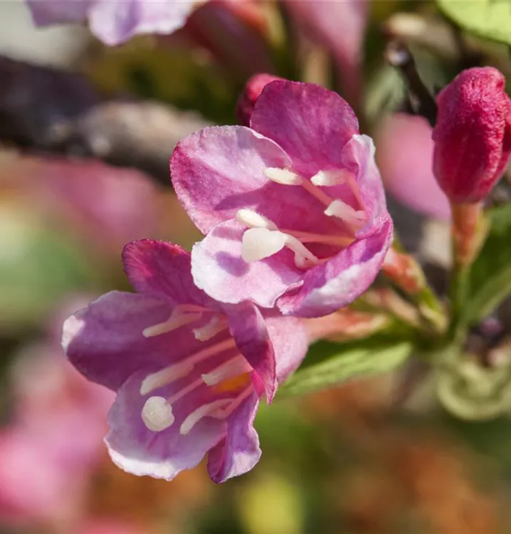 Weigelie - Weigela florida 'Variegata'