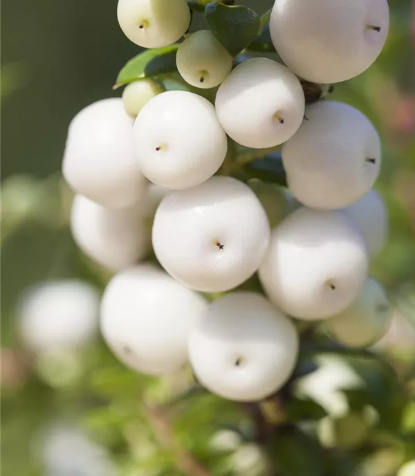 Gaultheria mucronata weisse Beeren