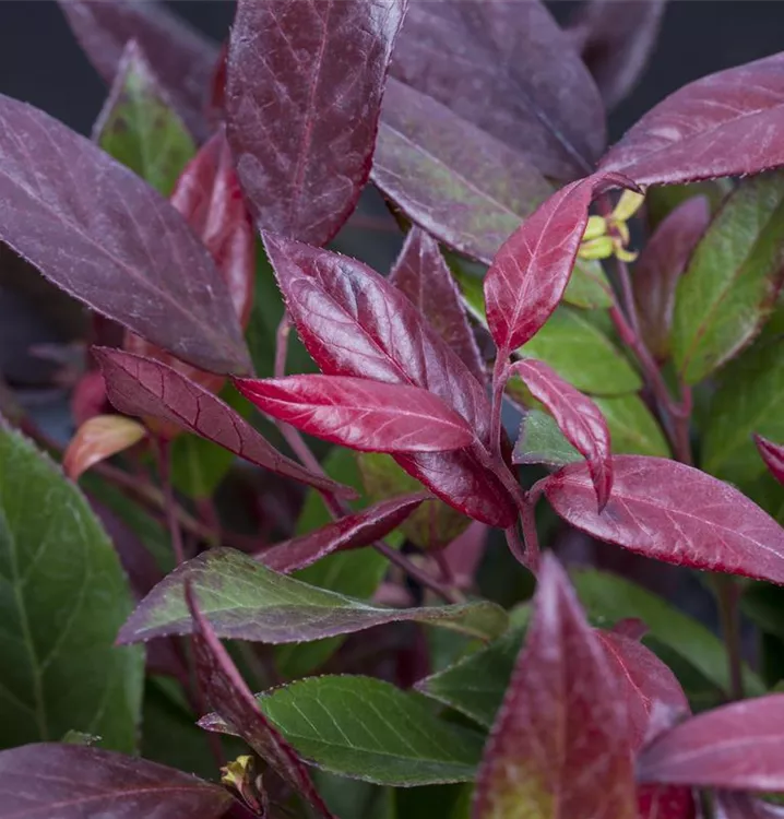 Traubenheide - Leucothoe Scarletta