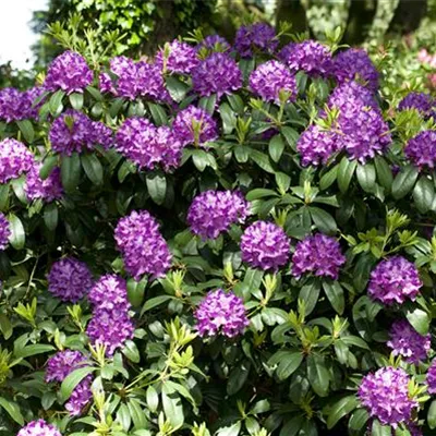 MB/ 50 - 60 - Rhododendron - Rhododendron 'Catawbiense Grandiflorum'