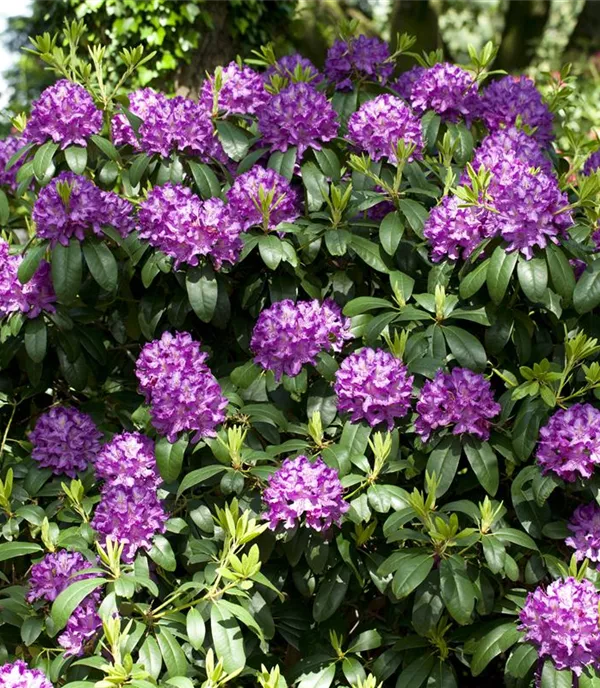 Rhododendron 'Catawbiense Grandiflorum'