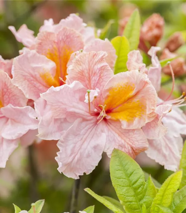 Rhododendron (Knaphill-Azalee) 'Berryrose'