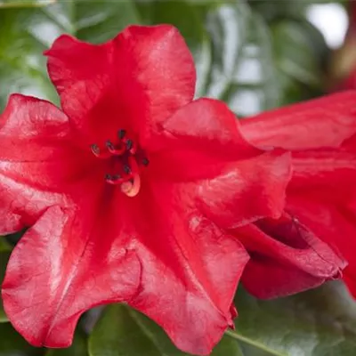 im Container 30 - 35 - Rhododendron - Rhododendron (Forrestii-Gruppe) 'Baden-Baden'