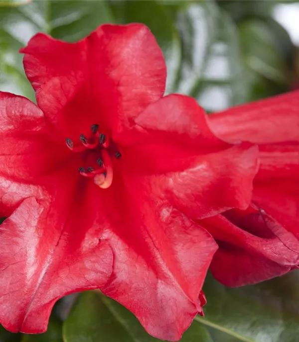 Rhododendron (Forrestii-Gruppe) 'Baden-Baden'