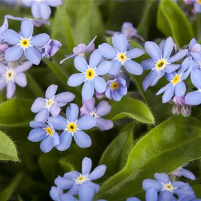 Topfgrösse 0.5 Liter - Bodensee-Vergissmeinnicht - Myosotis sylvatica