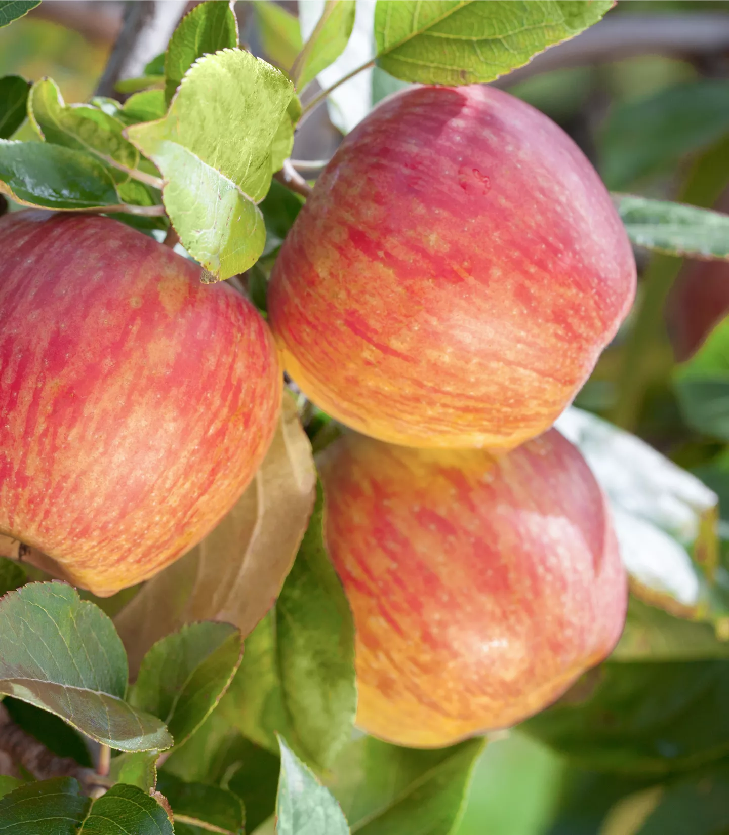 Malus (Apfel) 'Gala'