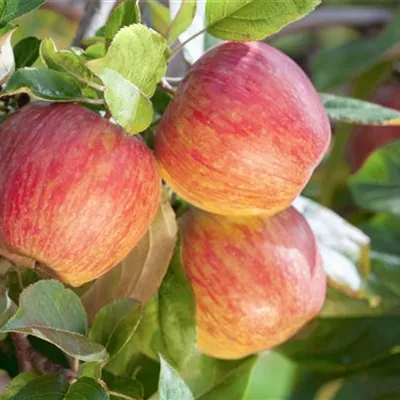 Pyramide wurzelnackt - Apfel 'Gala' - Malus (Apfel) 'Gala'